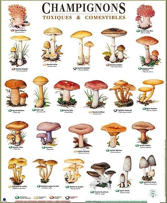 champignons toxiques et comestibes