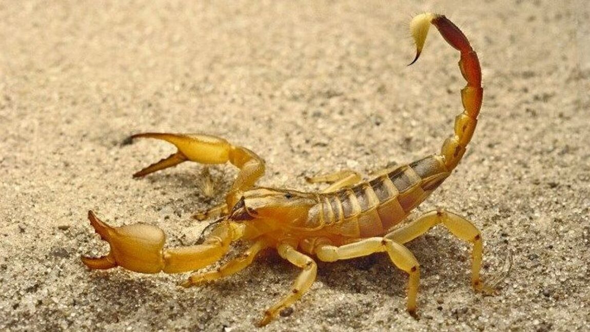 scorpion animaux