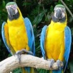 dwie papugi