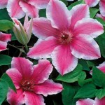 CLEMATITE_DOCTEUR_RUPPEL_A
