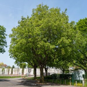 Micocoulier