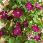 culture-clematite-rouge-cardinal
