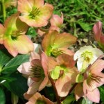 ellebore rose
