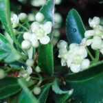 fleur-de-buis-commun