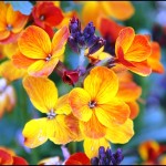 fleur-giroflee
