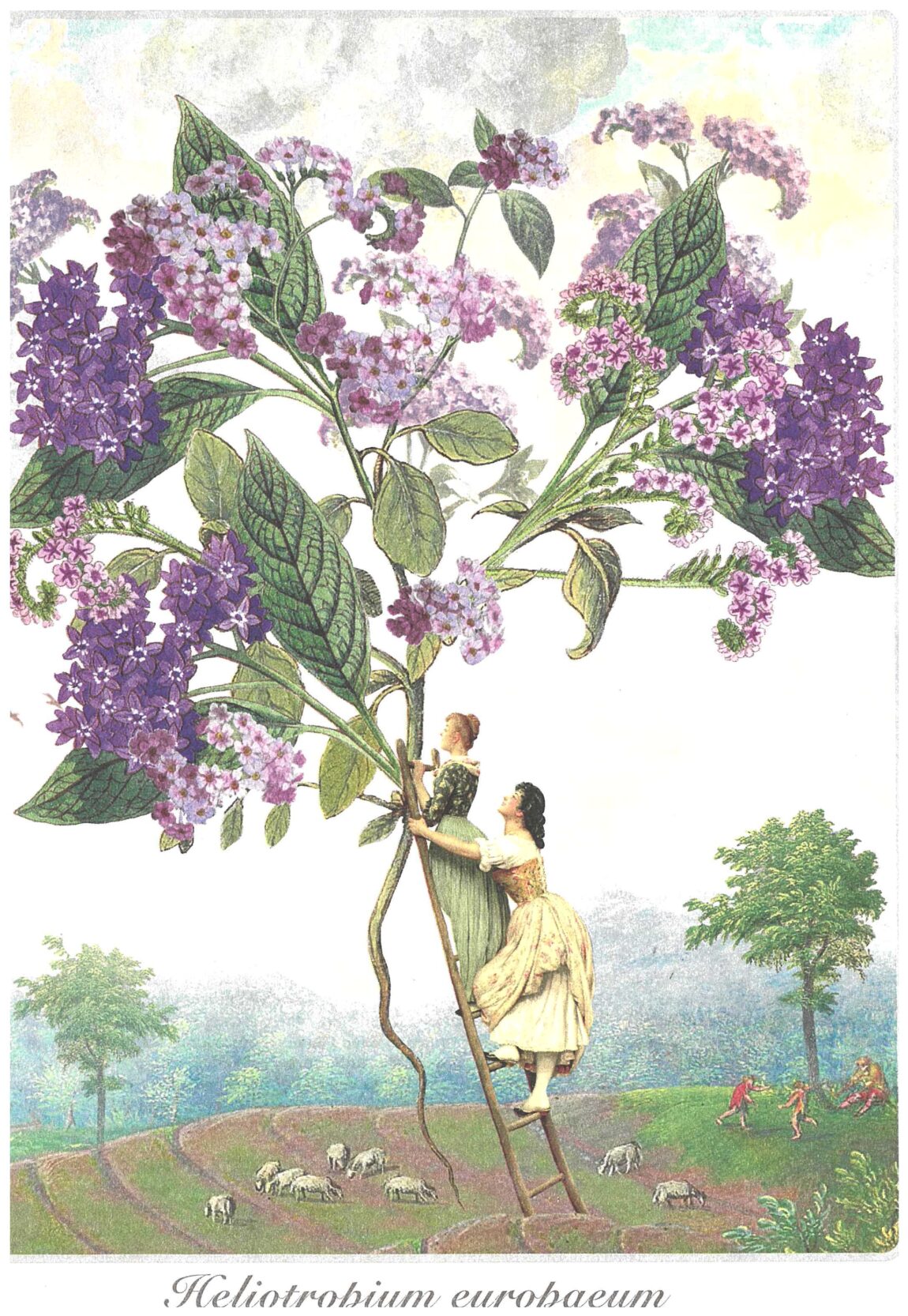 Héliotrope