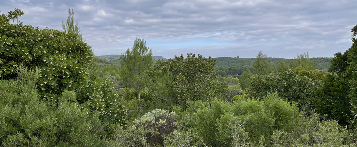 la garrigue