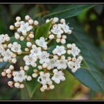 laurier fleurs portugal
