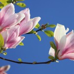 magnolia-fleur