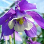 medium_ancolie_bleue1.2