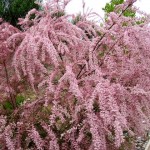 tamaris-plante-fleurs-poème-poésie-charles-maurras