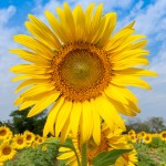 tournesol sur ciel