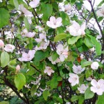 jolies-fleurs-visoflora-10026