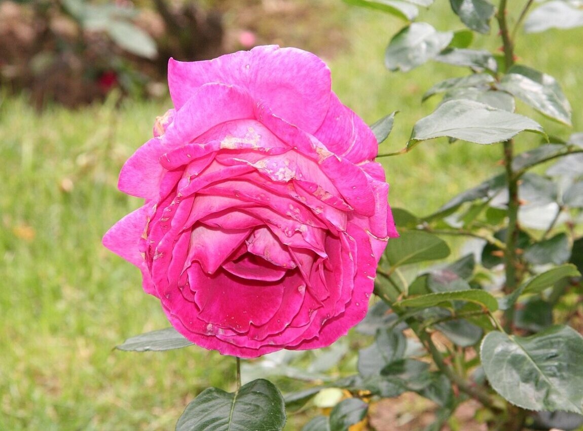 Rose Baronne Nadine de Rothschild