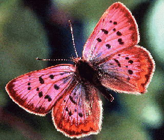 motyl lycaena, papillon