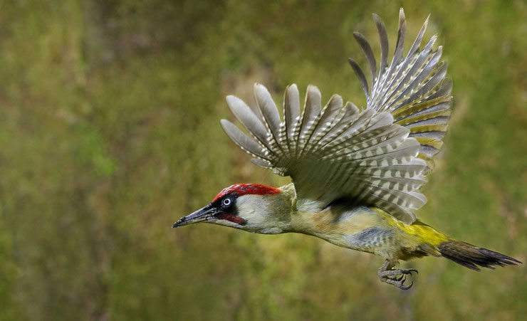 fiche-pic-vert-green-woodpecker-facts