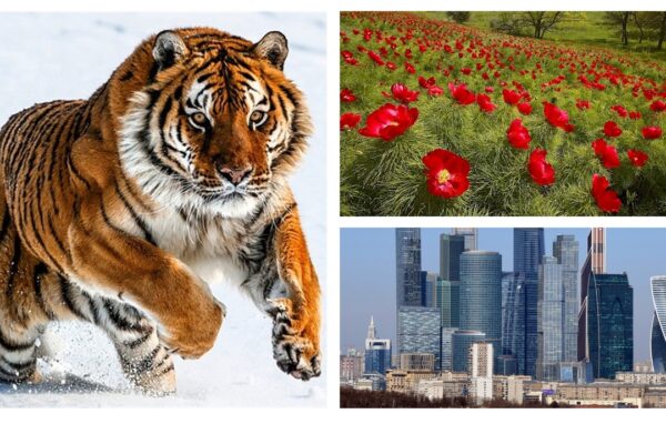 tigre, moscou, fleurs