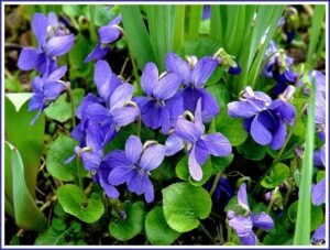 violette