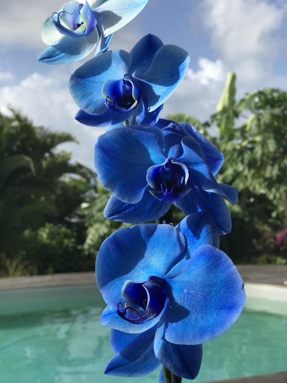 Belle orchidée bleue, belle orchidée blanche<br/>
Tu n’as pas le glamour d’une pervenche,<br/>
ni le parfum enivrant de la rose<br/>
mais ta classe, ton élégance m’en imposent.
