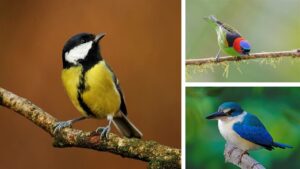 oiseaux