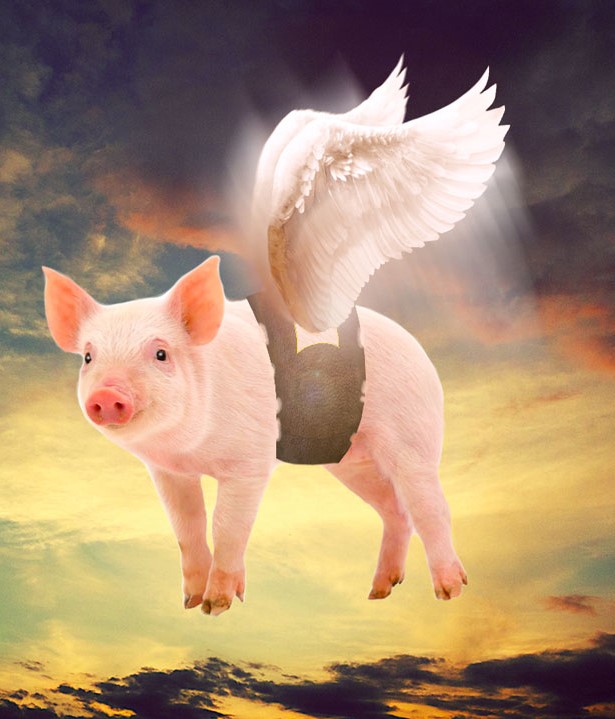 cochon volant photomontage