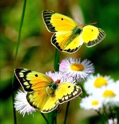 papillon