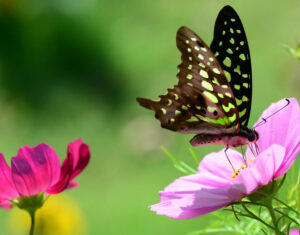 papillon jardin