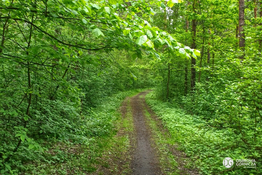 Ce que dit le chemin