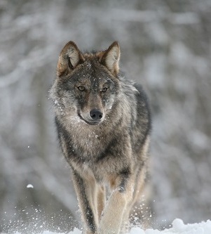 loup