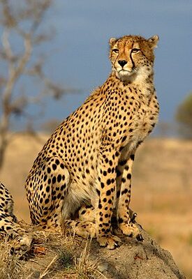 guépard