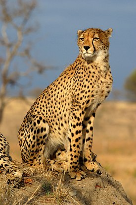 guépard