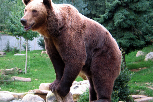 ours