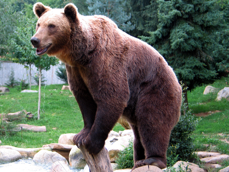 ours