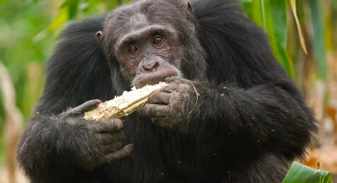 singe chimpanzé