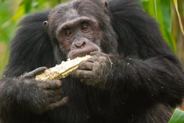singe chimpanzé