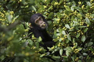 singe chimpanze