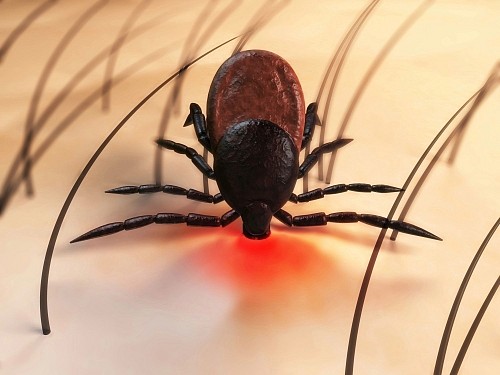 parasite 2