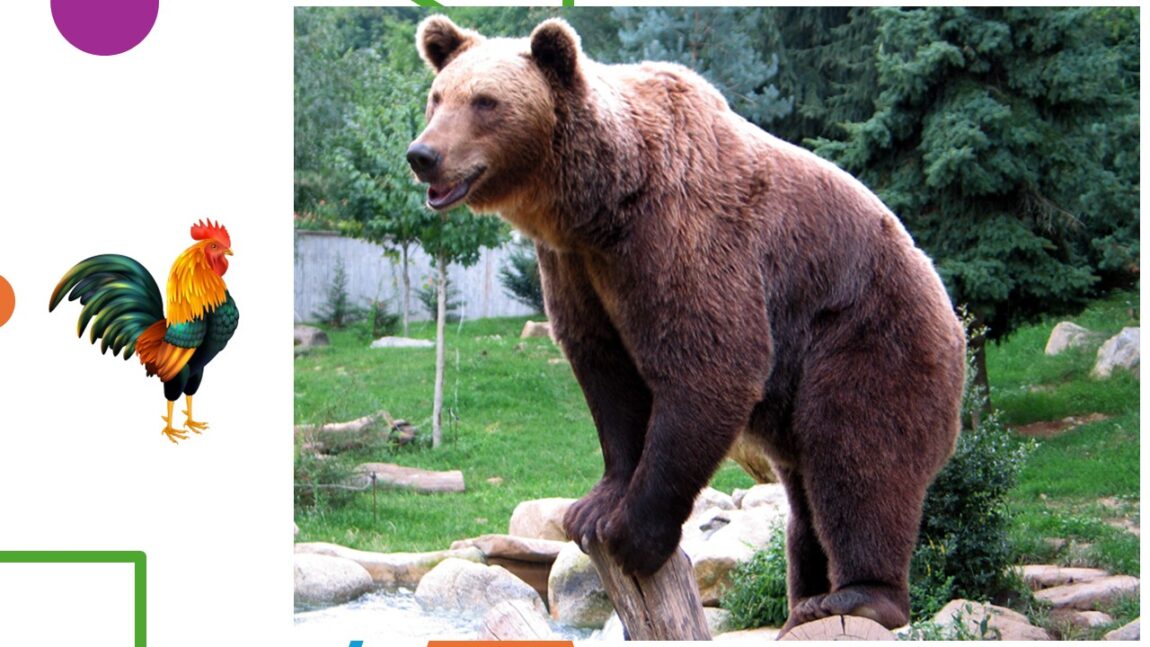 l'ours et le coq