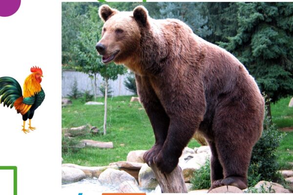 l'ours et le coq