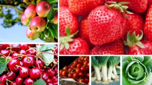 fruits et légumes