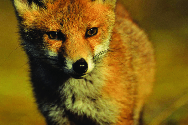 goupil filous des bois renard