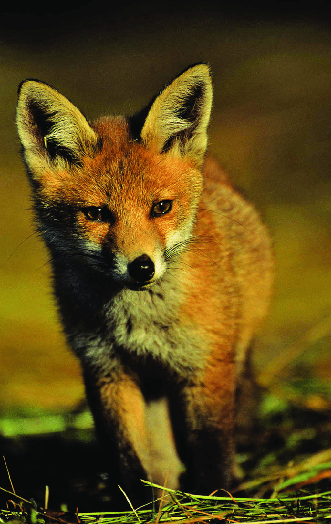 goupil filous des bois renard
