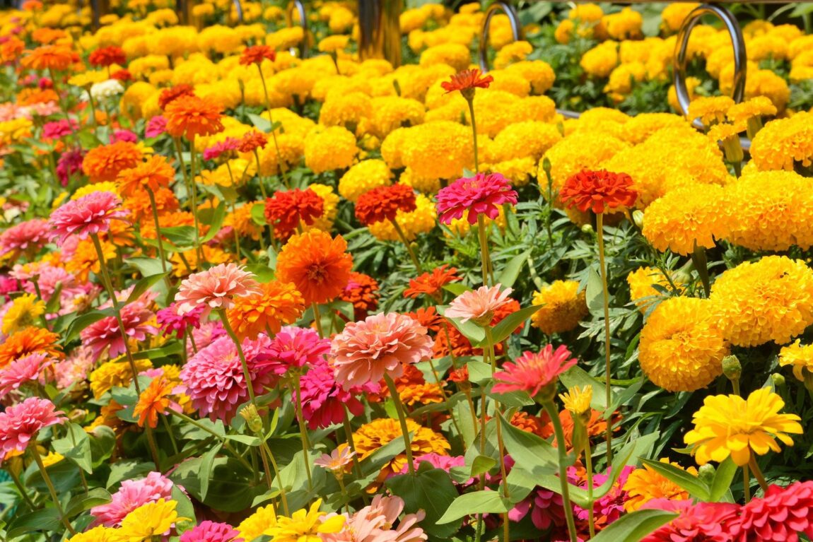 pré fleuri
