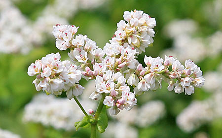 fleurs de sarrasin