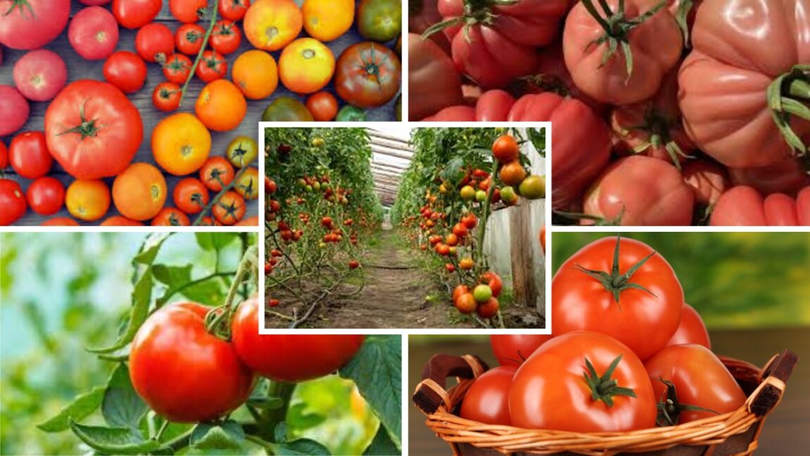 tomates
