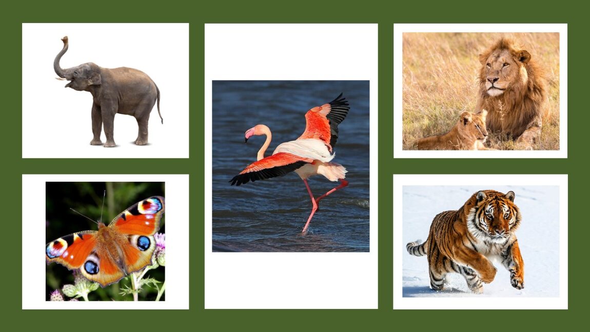animaux