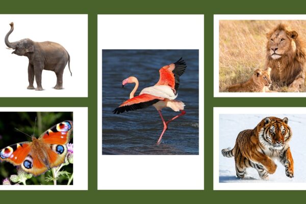animaux