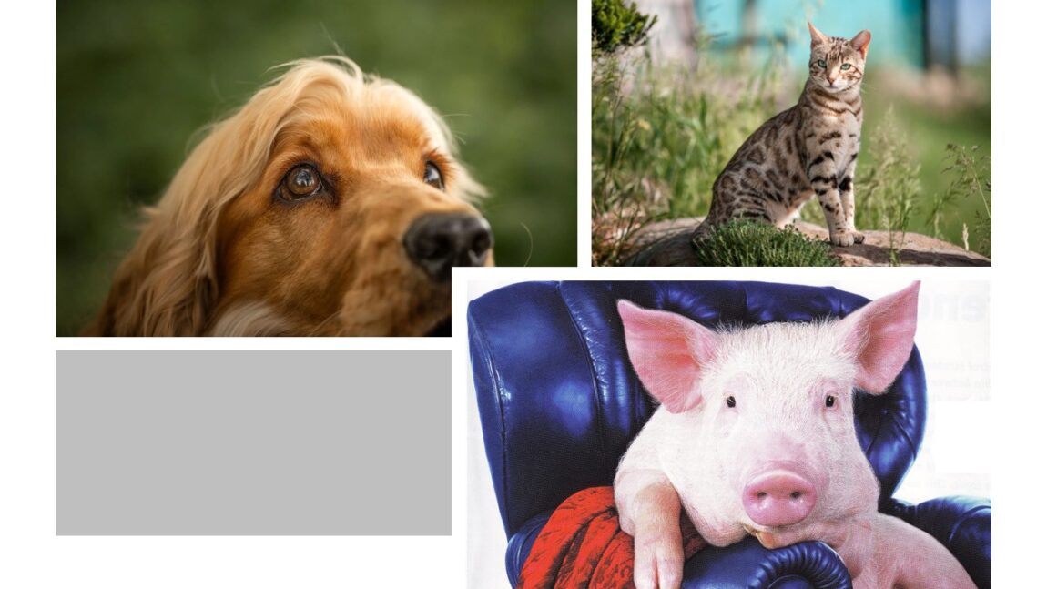 chien, chat, cochon