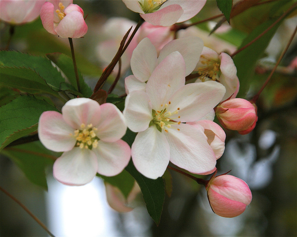 pommier à fleur