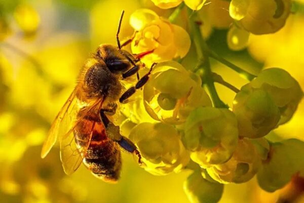 abeille